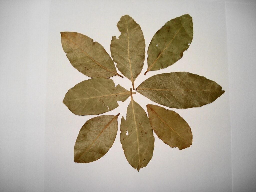 Dried bay leaves