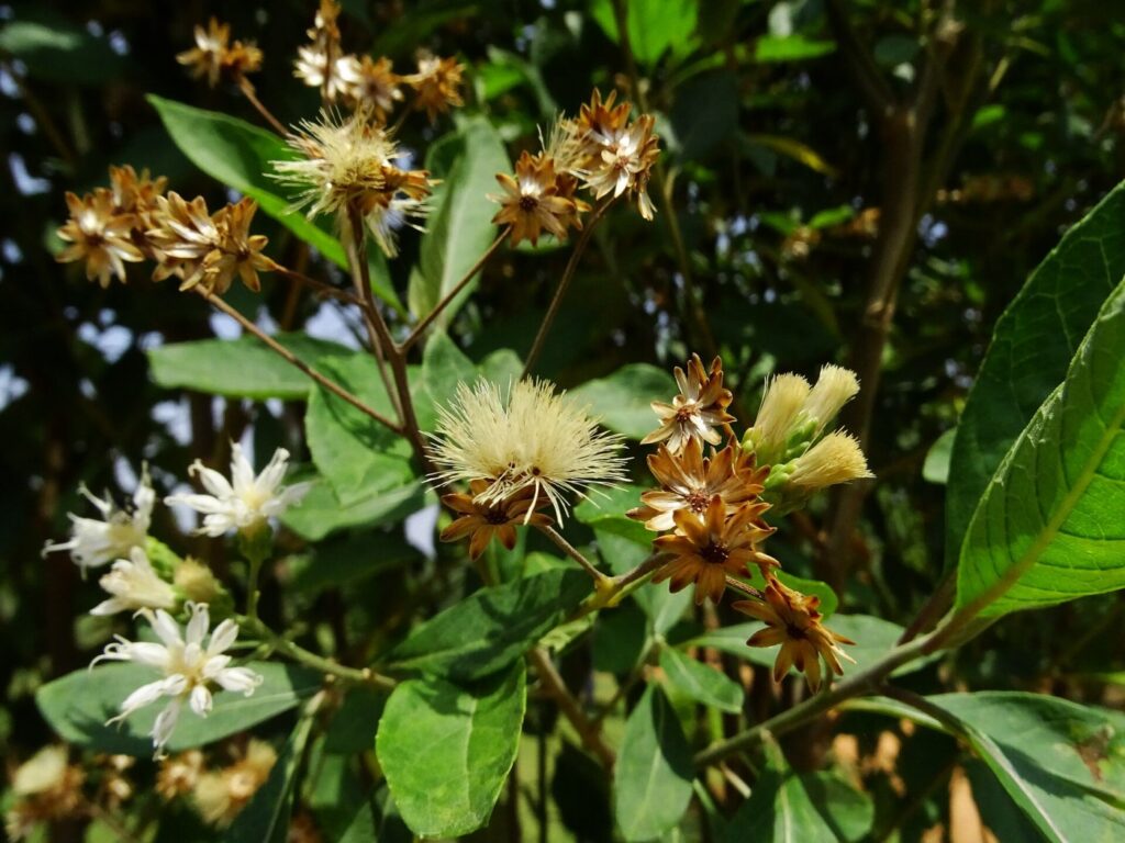 Bitter leaf plant