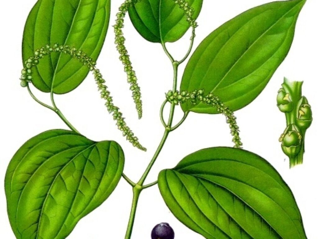 Black peppercorns