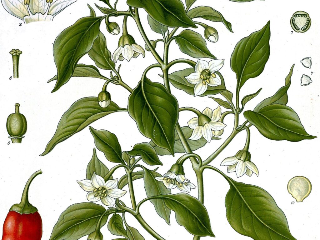 Cayenne peppers or ground cayenne