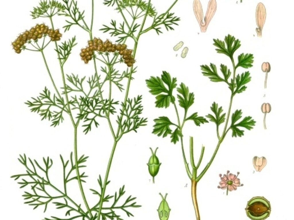 Coriander leaves or seeds