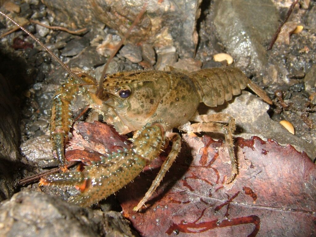 Crayfish