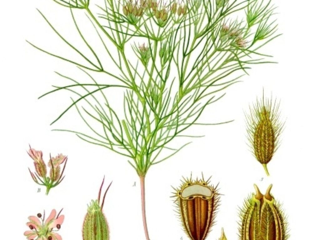 Cumin seeds