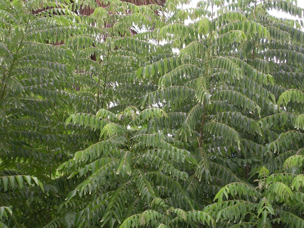 Fresh curry leaves