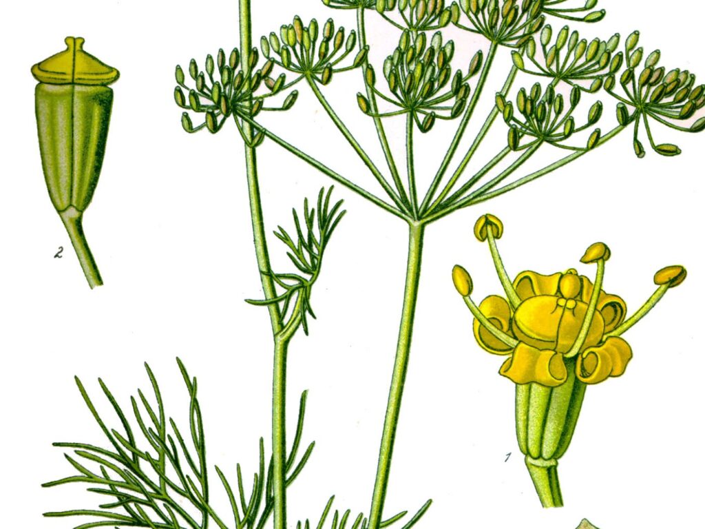 Fresh dill leaves