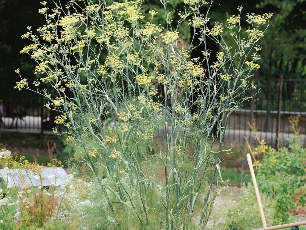 Fennel plant or seeds