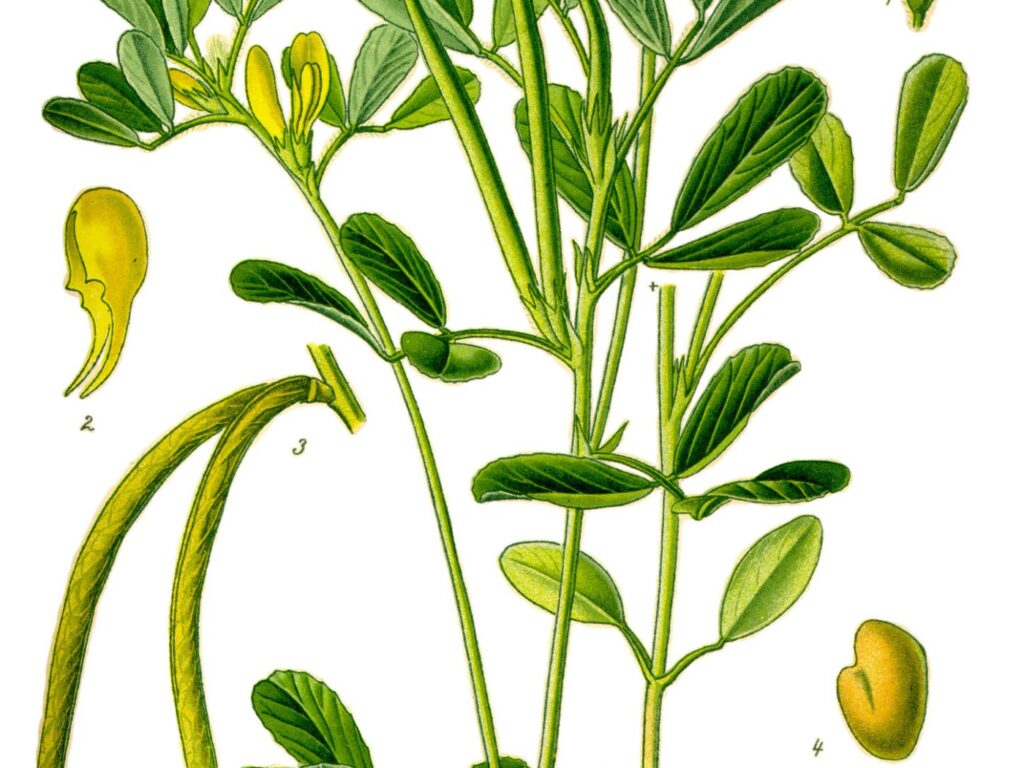 Fenugreek seeds or leaves