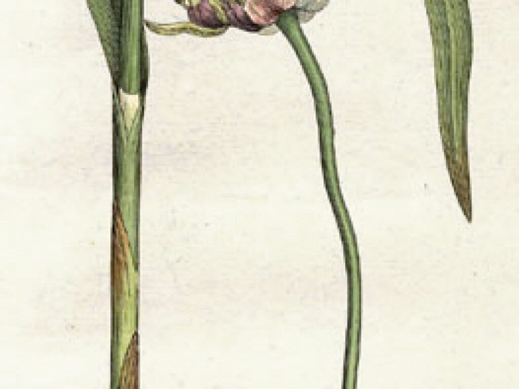 Garlic bulbs and cloves