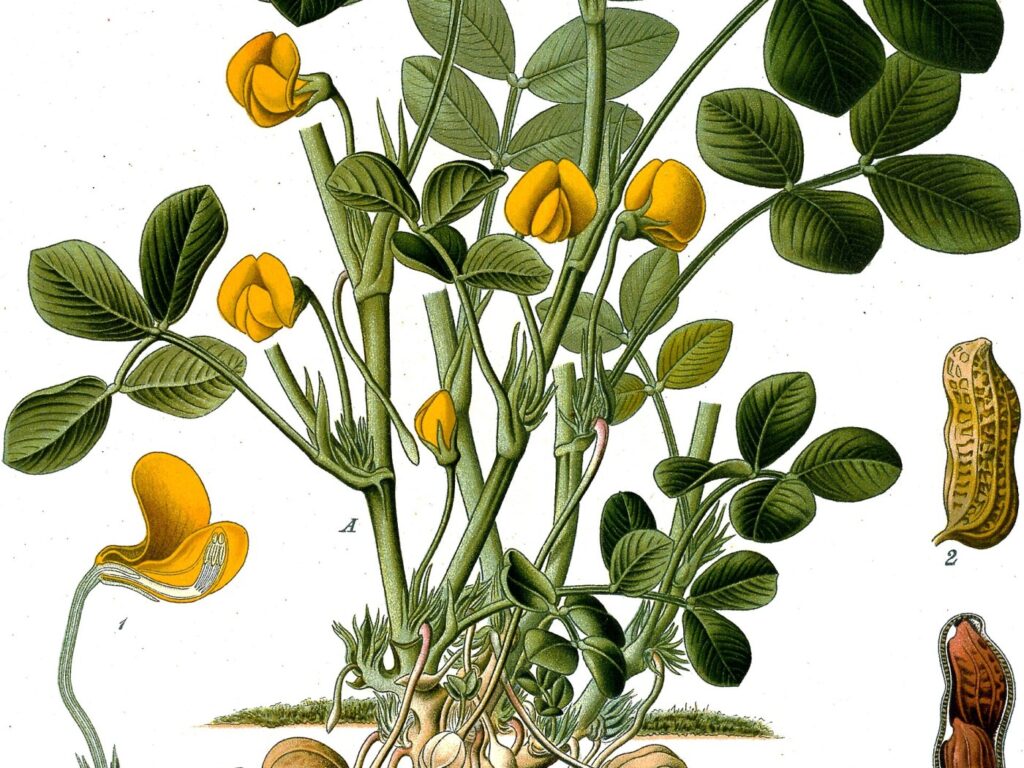 Groundnuts or peanuts