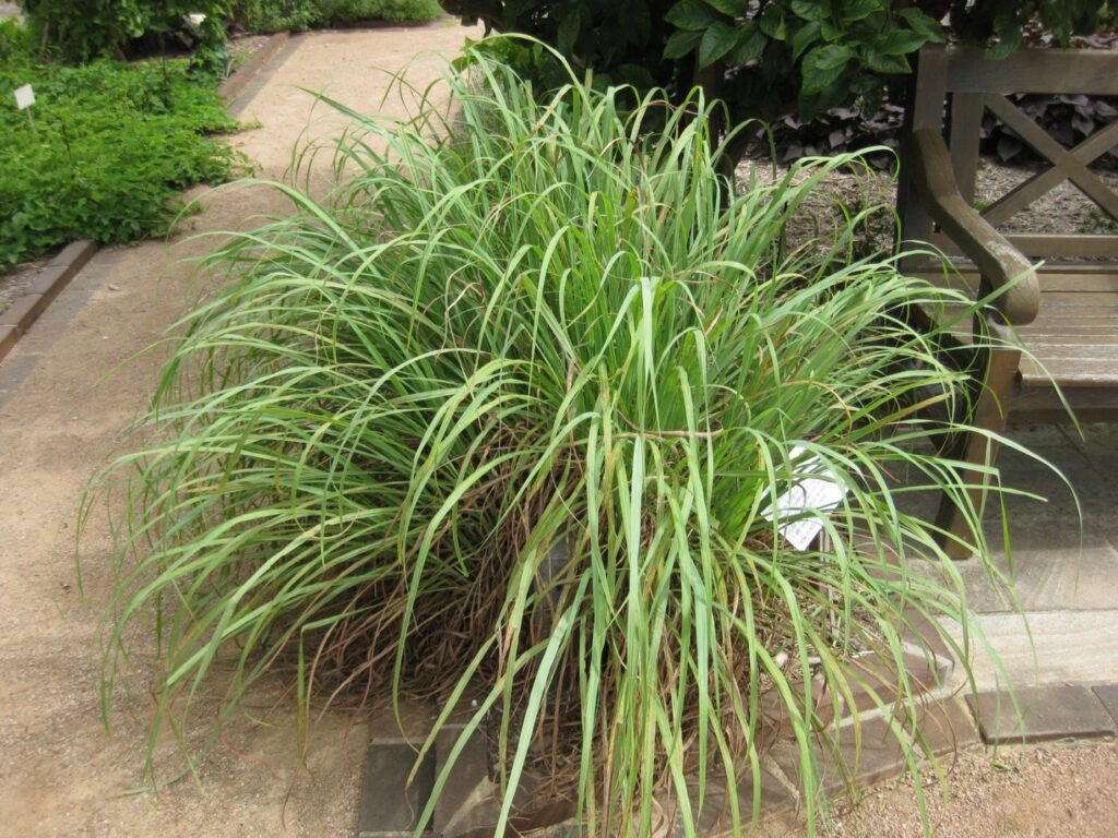 Fresh lemongrass leaves and stalks