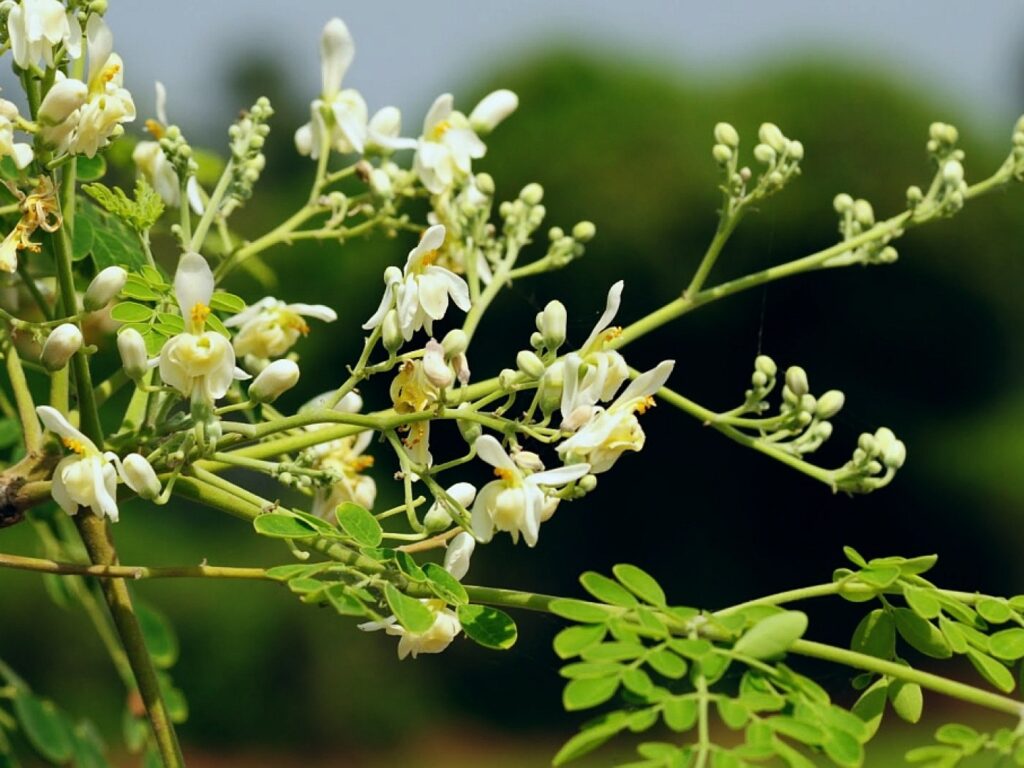 Moringa leaves