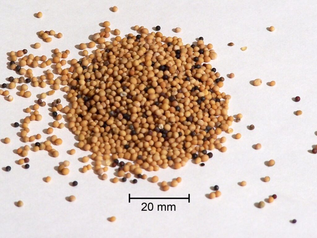 Mustard seeds