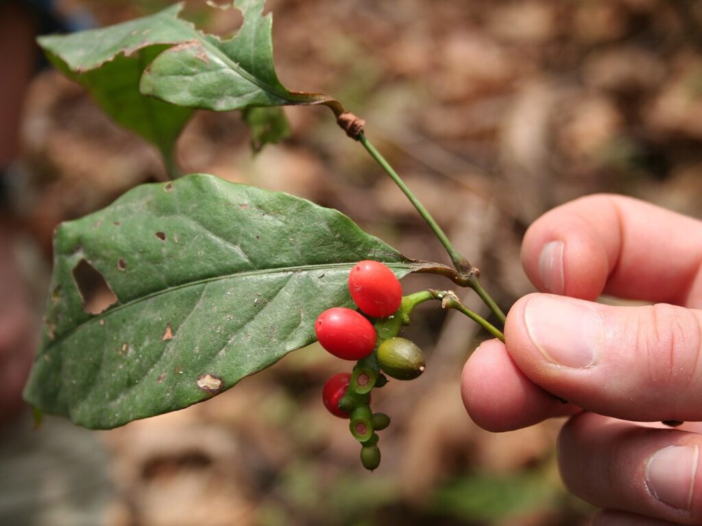 Okazi or African jointfir leaves