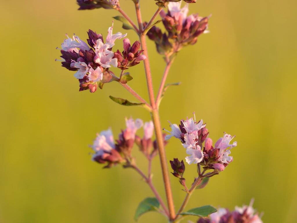 Fresh or dried oregano