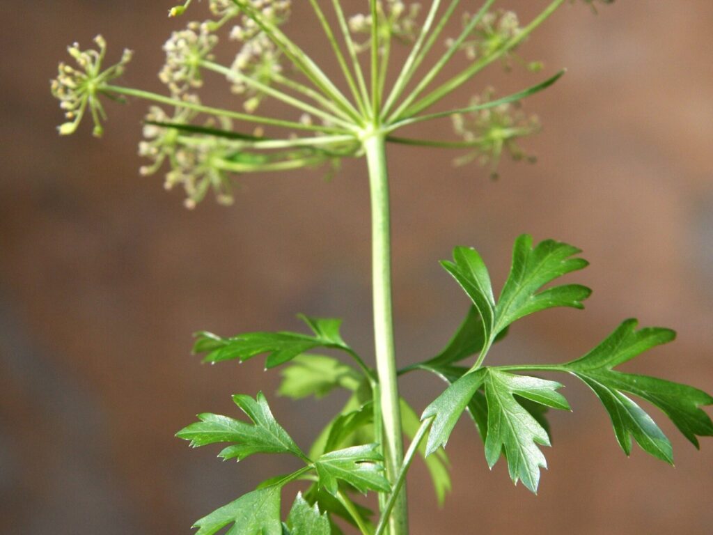 Fresh parsley leaves