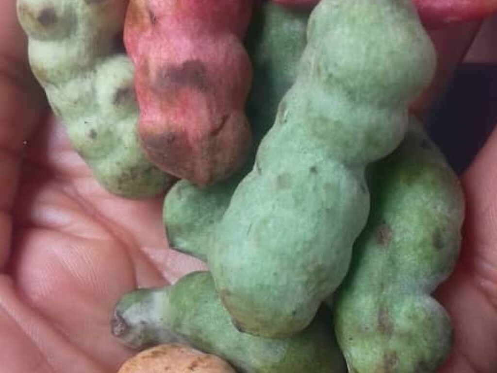 Ripe and unripe pepper fruit