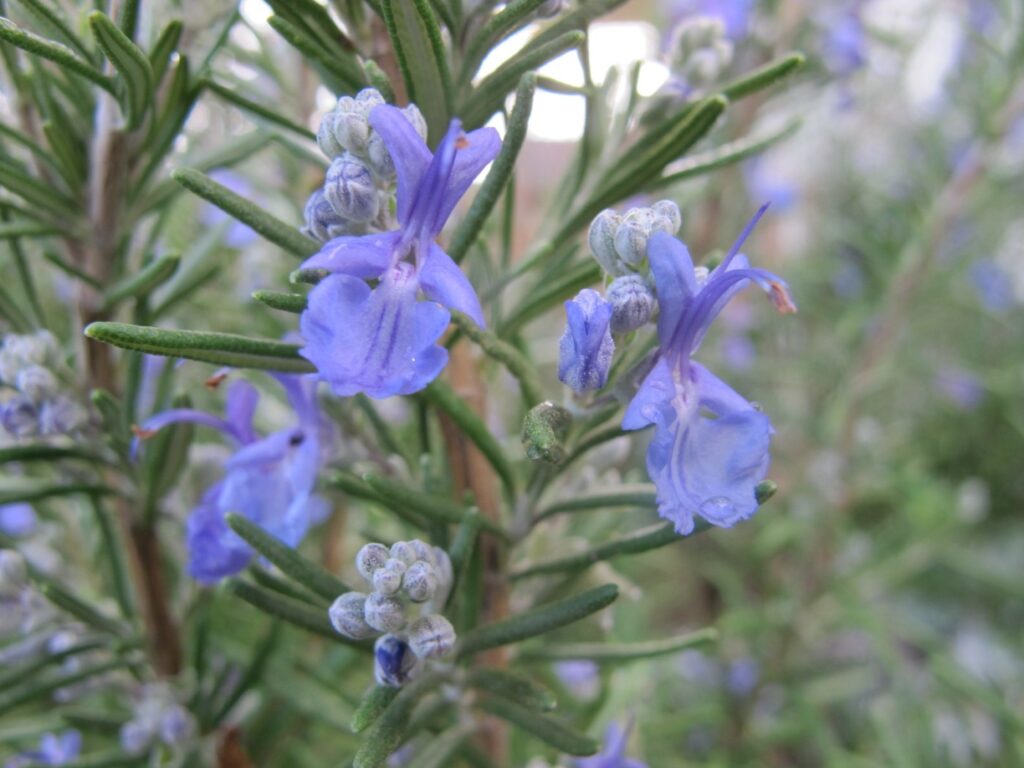 Fresh rosemary sprigs