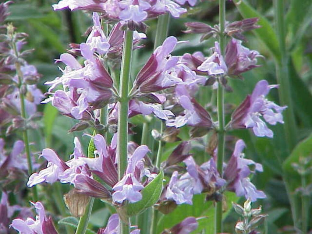 Fresh sage leaves