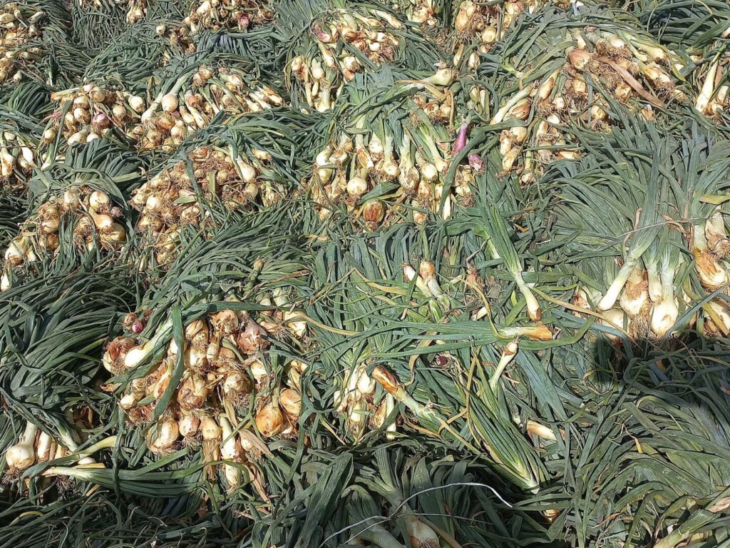 Bunches of fresh spring onions