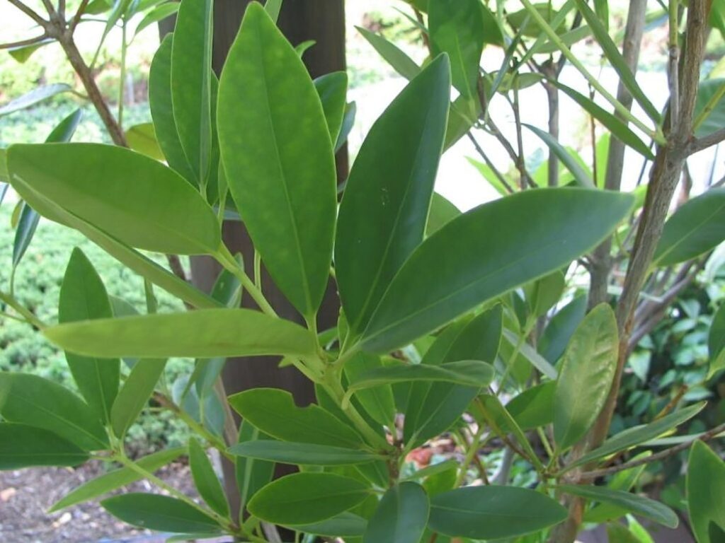 Whole star anise fruits