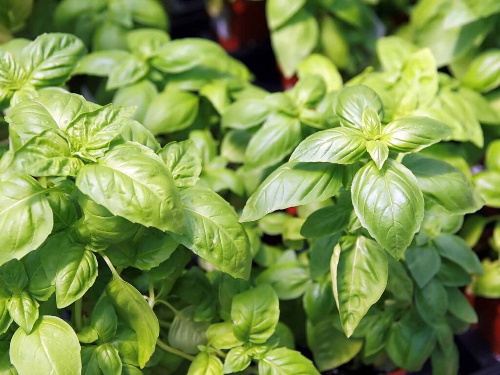 Fresh sweet basil leaves