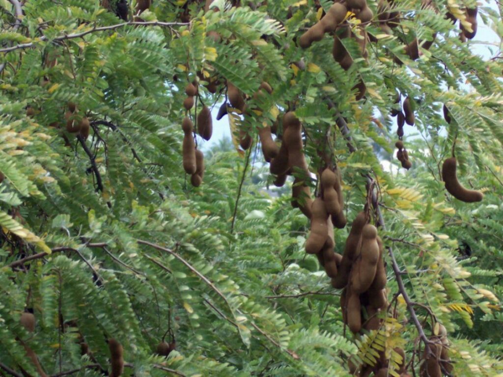 Tamarind pods and pulp