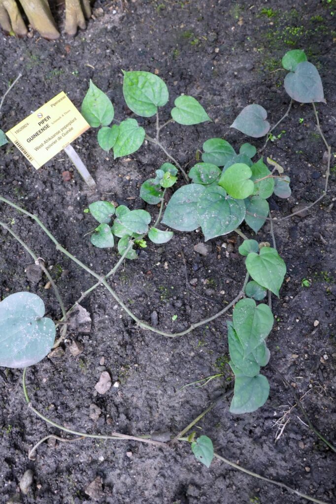 Green leaves of a Piper guineense plant