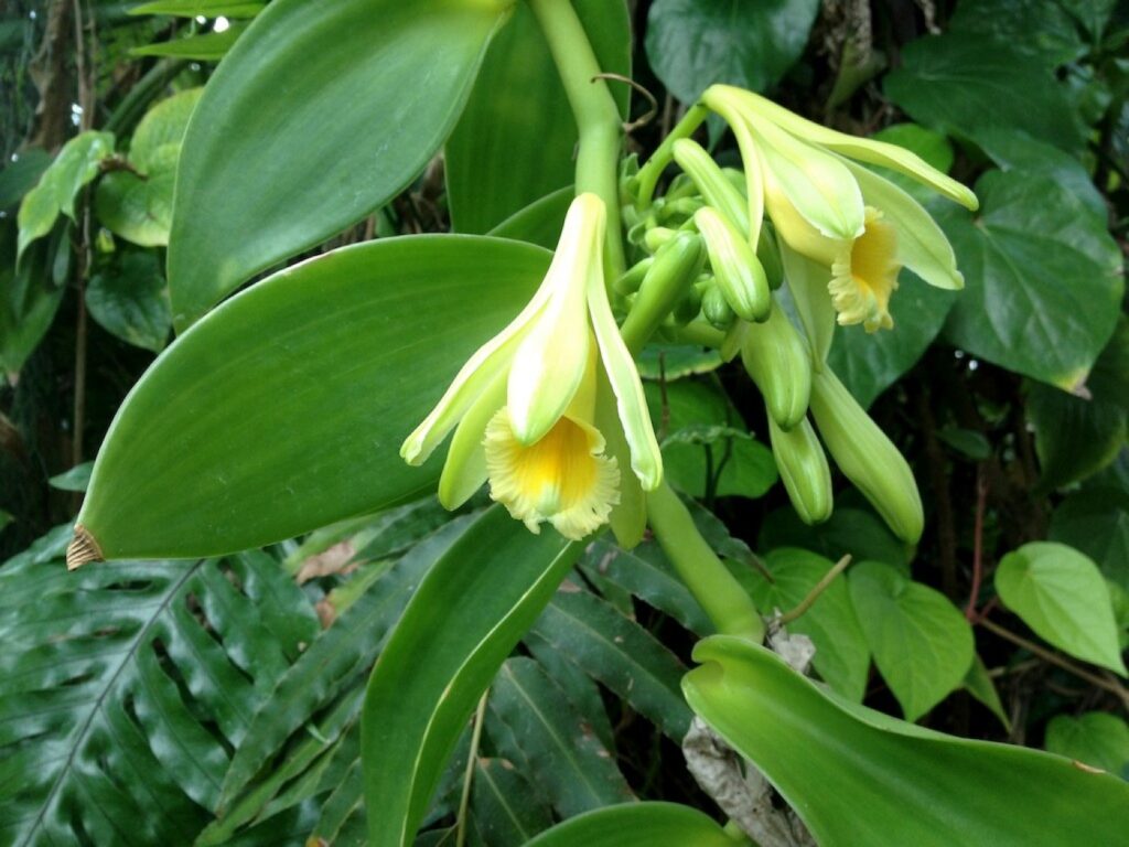 Vanilla pods