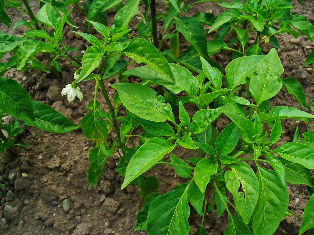Long green cayenne-type peppers on a plant, illustrative of shombo shape